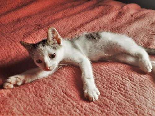 Un Chaton Male Blanc D Adoption Petite Annonce Chat