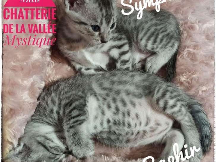 Mise à la réservation de 2 chatons mâles black silver spotted tabby de race Maus Égyptien nés en mai 2021