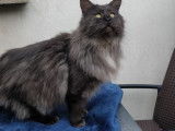 Un chat mâle de 2 ans Maine Coon de couleur black smoke à acheter