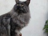 Un chat mâle de 2 ans Maine Coon de couleur black smoke à acheter
