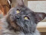Un chat mâle de 2 ans Maine Coon de couleur black smoke à acheter