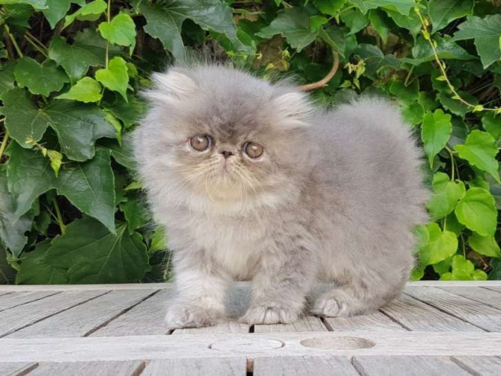 À réserver : une chatonne Persan née en juin 2021 de couleur bleu tabby