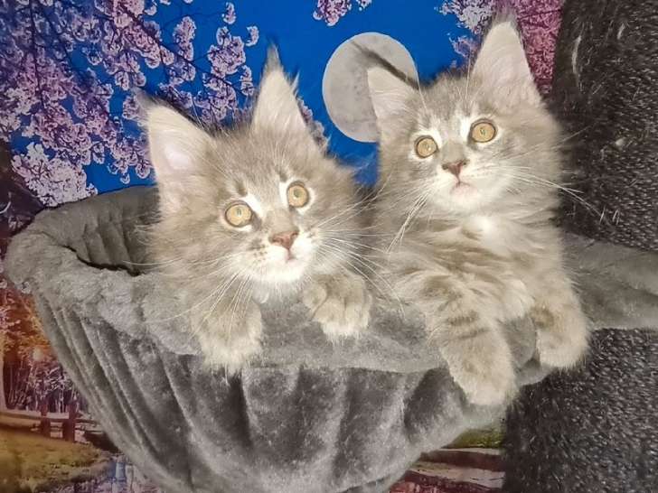 Réservation ouverte pour 2 chatons Maine Coon femelles blue silver nées en juin 2021