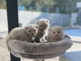 Chaton Scottish fold ou straight lilas