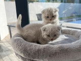 Chaton Scottish fold ou straight lilas