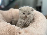 Chaton Scottish fold ou straight lilas