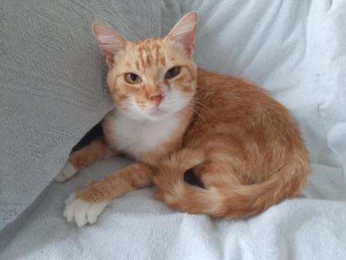 À adopter : chat mâle roux mackerel tabby et blanc âgé de 3 ans