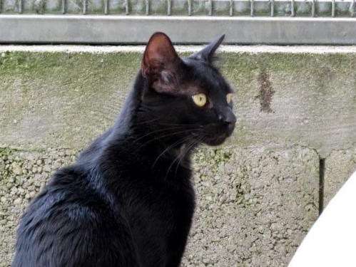 Chat mâle à la robe noire de 5 ans à la recherche d’un nouveau foyer
