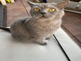 British Shorthair à vendre