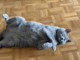 British Shorthair à vendre