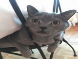 British Shorthair à vendre