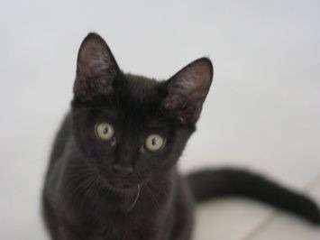Adoption d’un chaton femelle noire