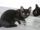 Adoption d’un chaton femelle noire