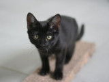 Adoption d’un chaton femelle noire