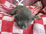 À vendre 2 chatons Norvégien mâles