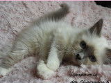 2 chatons Sacré de Birmanie (mâle et femelle) à vendre