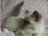 2 chatons Sacré de Birmanie (mâle et femelle) à vendre