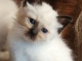 À réserver 2 chatons Sacré de Birmanie