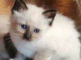 À réserver 2 chatons Sacré de Birmanie