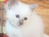 À réserver 2 chatons Sacré de Birmanie