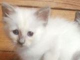 À réserver 2 chatons Sacré de Birmanie