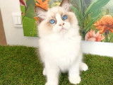 Vente d’un chaton Radgoll mâle de couleur blanc point