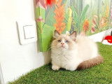 Vente d’un chaton Radgoll mâle de couleur blanc point
