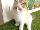 Vente d’un chaton Radgoll mâle de couleur blanc point