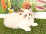 Vente d’un chaton Radgoll mâle de couleur blanc point