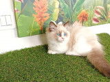 Vente d’un chaton Radgoll mâle de couleur blanc point