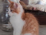 3 chatons m&acirc;les Kurilian Bobtail &agrave; vendre
