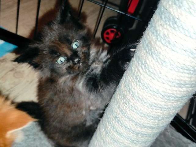 A Vendre 3 Chatons Maine Coon Males Petite Annonce Chat