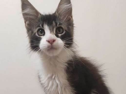 Chaton Ne En Avril 21 Maine Coon Male Noir Et Blanc Disponible A La Vente Petite Annonce Chat