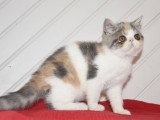 À vendre : chaton Exotic Shorthair né en avril 2021, femelle blue torti mackerel tabby