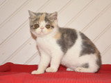 À vendre : chaton Exotic Shorthair né en avril 2021, femelle blue torti mackerel tabby