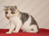 À vendre : chaton Exotic Shorthair né en avril 2021, femelle blue torti mackerel tabby