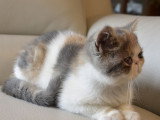 À vendre : chaton Exotic Shorthair né en avril 2021, femelle blue torti mackerel tabby