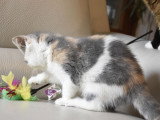 À vendre : chaton Exotic Shorthair né en avril 2021, femelle blue torti mackerel tabby