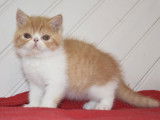 Femelle Exotic Shorthair d’avril 2021, bicolore disponible à l’achat