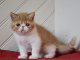 Femelle Exotic Shorthair d’avril 2021, bicolore disponible à l’achat