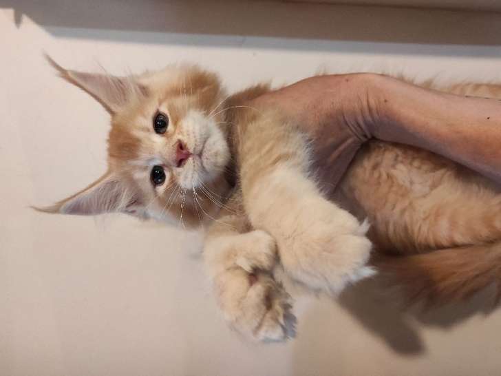 À vendre : un chaton mâle Maine Coon, né en 2021, de couleur red silver