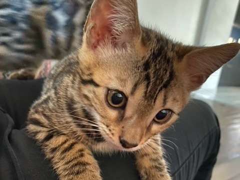 À réserver : une chatonne Bengal au pelage rosettes serties, née en juin 2021