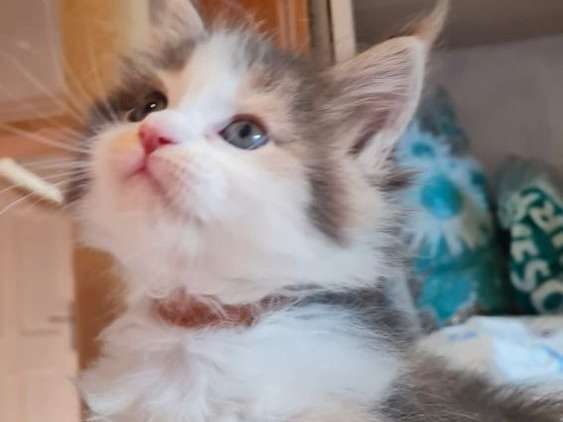 Une chatonne Maine Coon tricolore née en juin 2021, à réserver