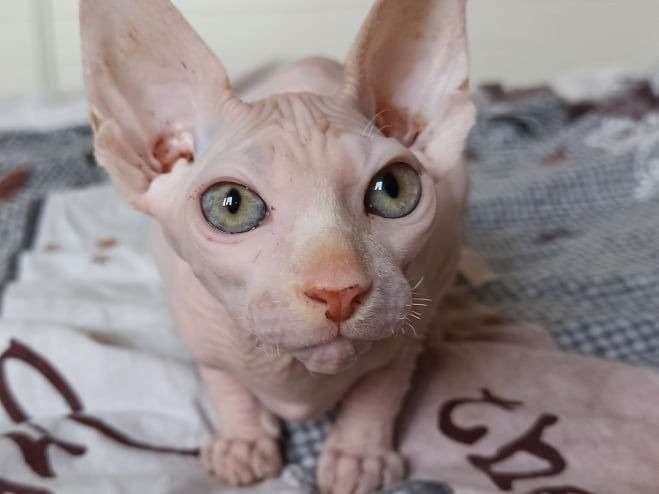 Un chaton mâle Sphynx de couleur crème, né en mai 2021, disponible de suite