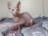 Un chaton mâle Sphynx de couleur crème, né en mai 2021, disponible de suite