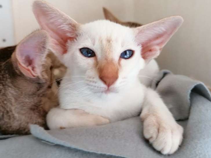 Deux chatonnes de race Siamois nées en mai 2021, disponibles de suite