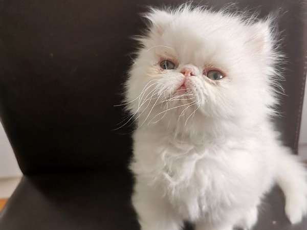 À vendre : deux chatonnes blanches de race Persan, nées en mai 2021
