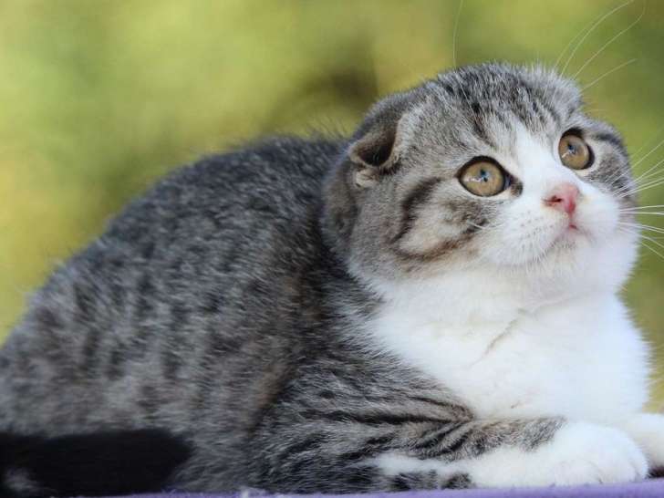 Disponible de suite : un chaton mâle Scottish Fold, de couleur brown tabby et blanc, né en mai 2021