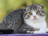 Disponible de suite : un chaton mâle Scottish Fold, de couleur brown tabby et blanc, né en mai 2021