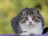 Disponible de suite : un chaton mâle Scottish Fold, de couleur brown tabby et blanc, né en mai 2021